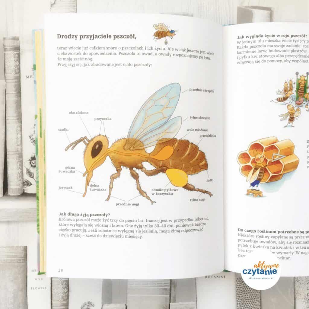 Pszczoły i ich niezwykły świat ksiązki dla dzieci aktywne czytanie