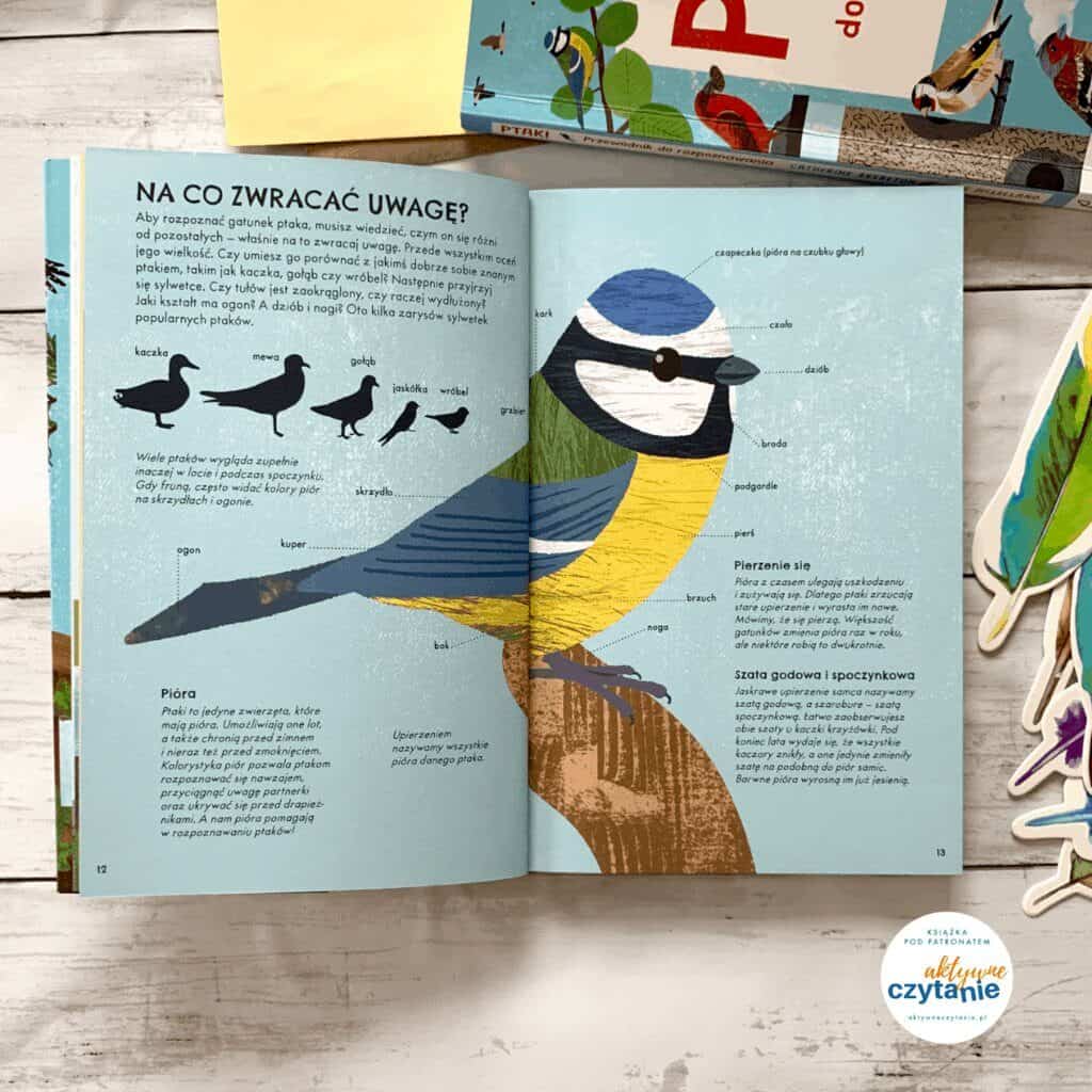 ksiazki dla dzieci 7 ptaki przewodnik do rozpoznawania recenzja papilon blog aktywne czytanie 22