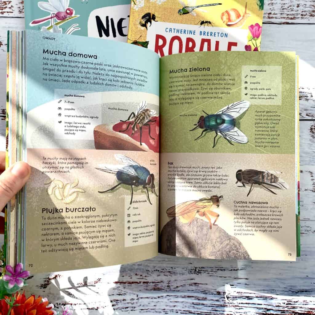 robale owady i inne male stworzenia papilon recenzja ksiazki dla dzieci-16