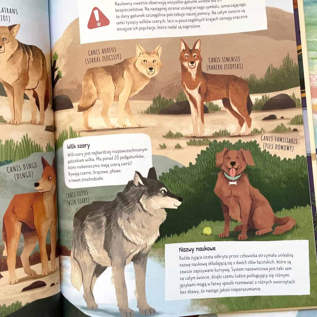 w-dziczy-popularnonaukowa-seria-ksiazek-o-zwierzetach-wydawnictwo-pwn aktywne czytanie3